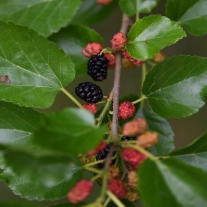 Moruša čierna (Morus nigra) ´GALICJA´ - výška 20-40 cm, kont. C1L - čierne plody